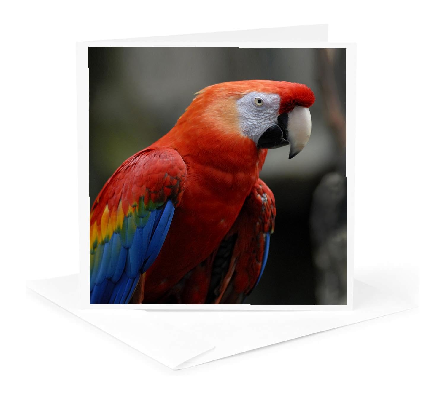 3dRose Greeting Card - Omaha, Henry Doorly Zoo, Scarlet Macaw tropical bird - US26 GHA0029 - Gayle Harper - Tropical Birds