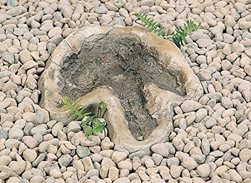 Nature-Watch Eubrontes Dinosaur Footprint Replica