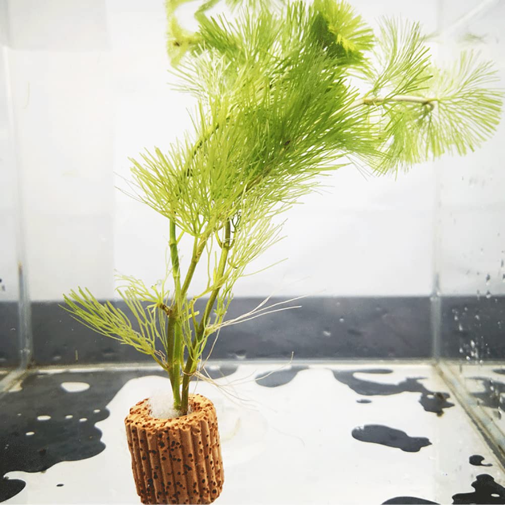 JIHUOO 8 Pcs Fish Tank Plant Pots Aquarium Plant Holders Small Aquarium Planters Aquatic Plant Cups Fish Tank Planters with Holes Aquarium Decorations - Image 3