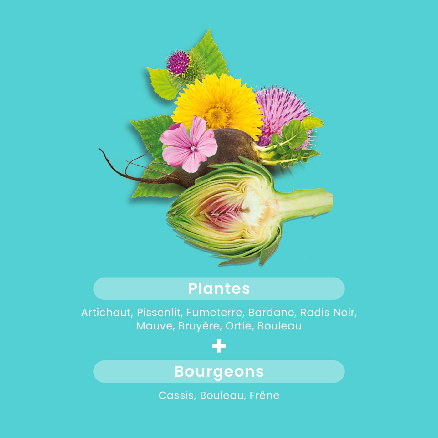 Santarome - Programme Ultra Détox | Complément Alimentaire Détox | Détoxe, Elimine, Reminéralise - A base de plantes - Artichaut, Radis Noir, Bardane | Cure 1 mois | Végan | Made In France
