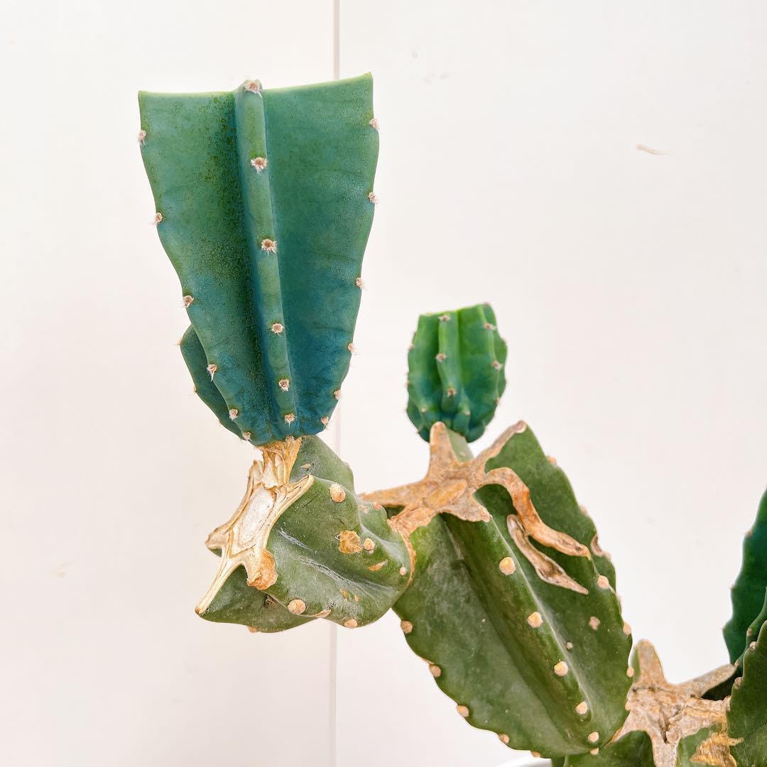 サボテン 柱サボテン ブランチ 鬼面角 7番 ドライガーデン 観葉植物