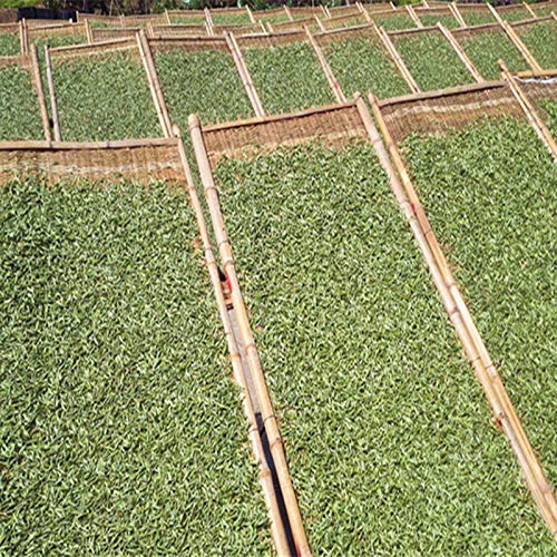 100g (0.22LB) Aguja de Plata, Té Blanco Baihaoyinzhen Punta Blanca, Pekoe Árbol Viejo, Comida Orgánica Natural, Té Crudo Chin