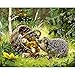 Produktbild Bawangbieji Malen Nach Zahlen Kits Igel im Gras Digitales Ölgemälde von Numbers Kit Erwachsene Anfänger Kinder Haus Dekor Dekorative Malerei 40x50cm Rahmenlos