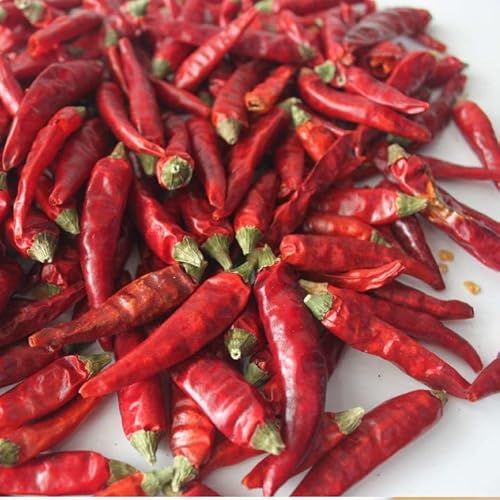 l쓂hq100g Ƃ炵 Hq מ gEKV ̂߃` z[ ` ԓhq (V)