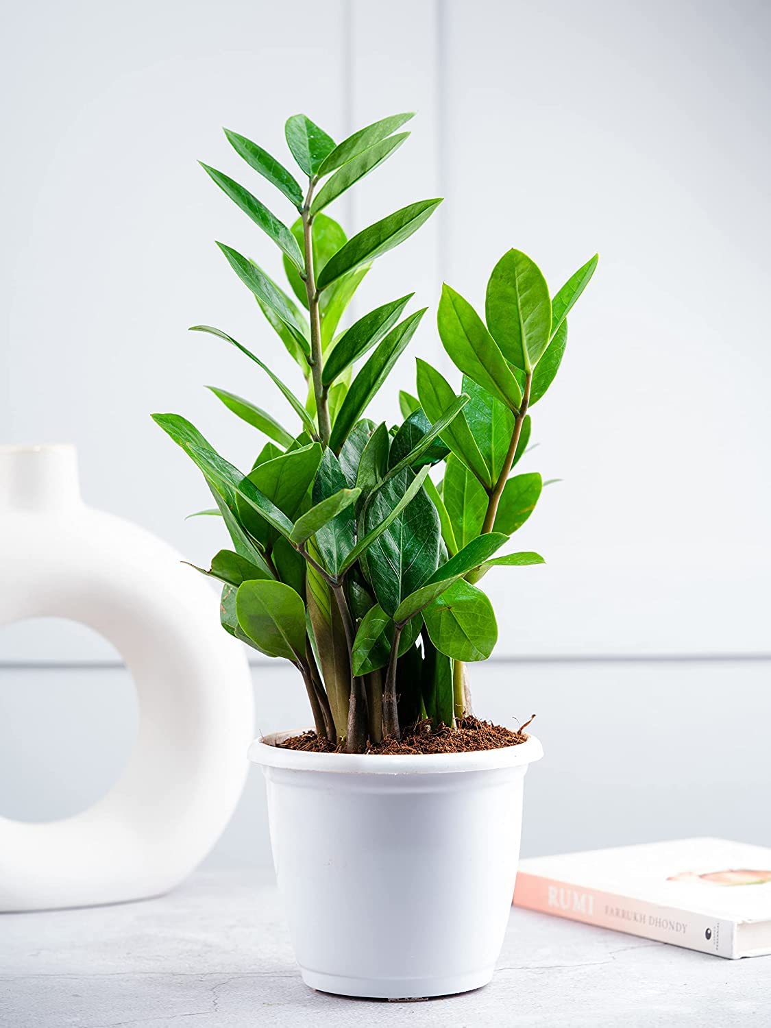 Air Purifying Live Indoor ZZ Plant in White Fiber Pot (Size : Small) (B0BXJTR8YL) Amazon Price History, Amazon Price Tracker