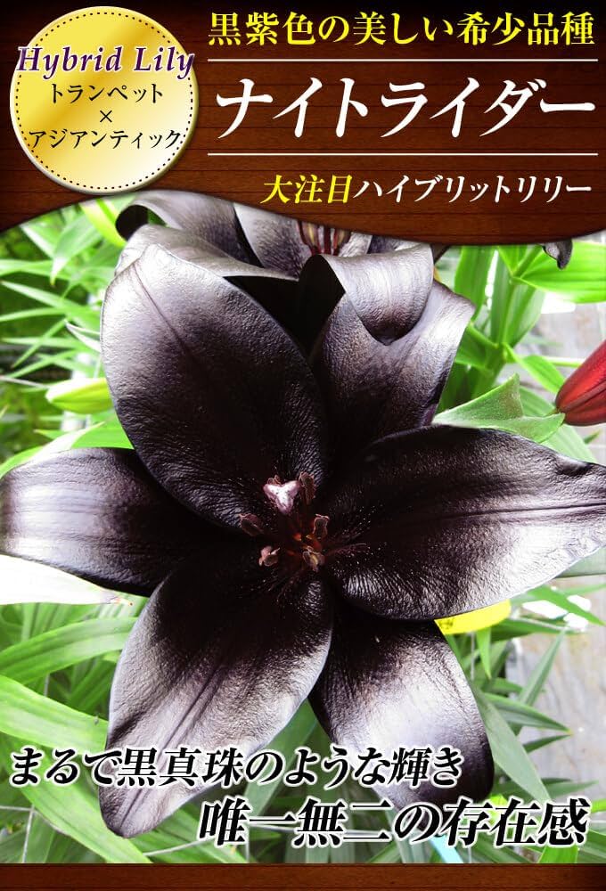 ＮＡＯ　ユリ球根　15球 Amazon.co.jp: すかしユリ 球根 ナイトライダー 4球 / 国華園 24