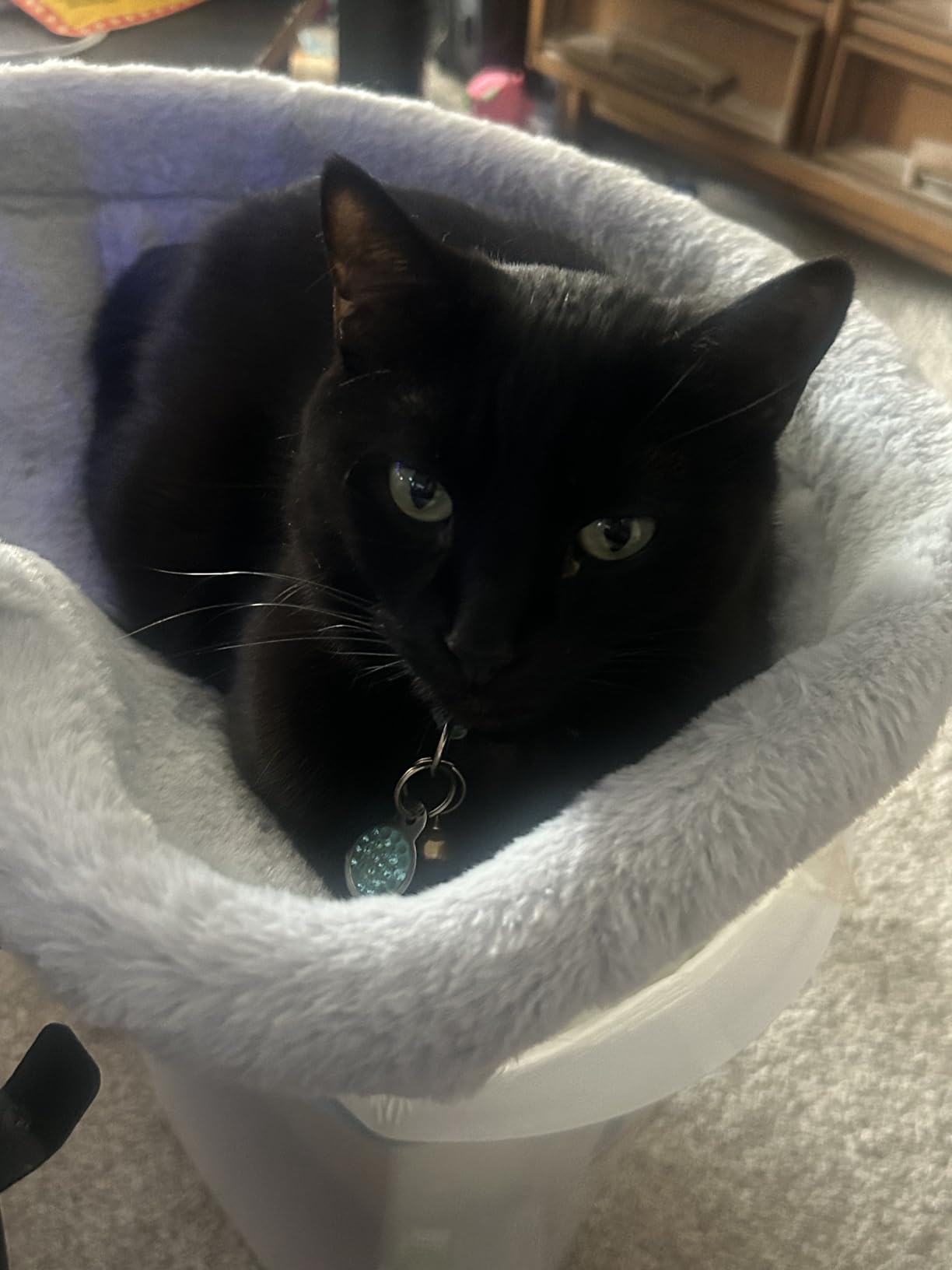 Foto de cliente con hamaca para gato
