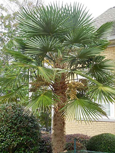 Cold Hardy Windmill Palm Seeds KVITER