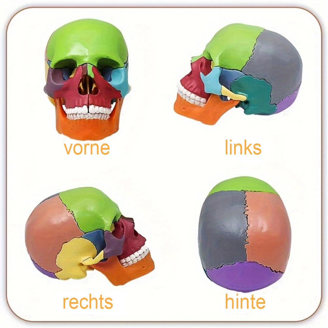 Czaszka mini 15-częściowy model czaszki do nauki anatomii, idealny dla dzieci i studentów do nauki anatomii człowieka