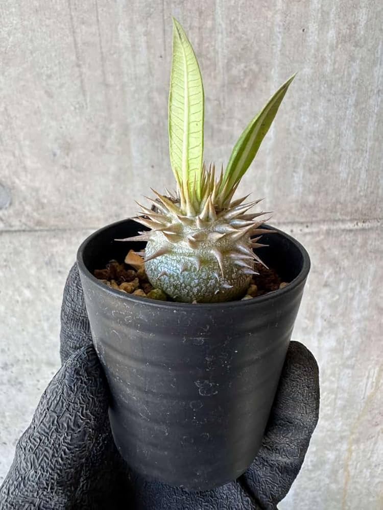 Amazon｜【現品限り】パキポディウム・恵比寿笑い 白花【G2