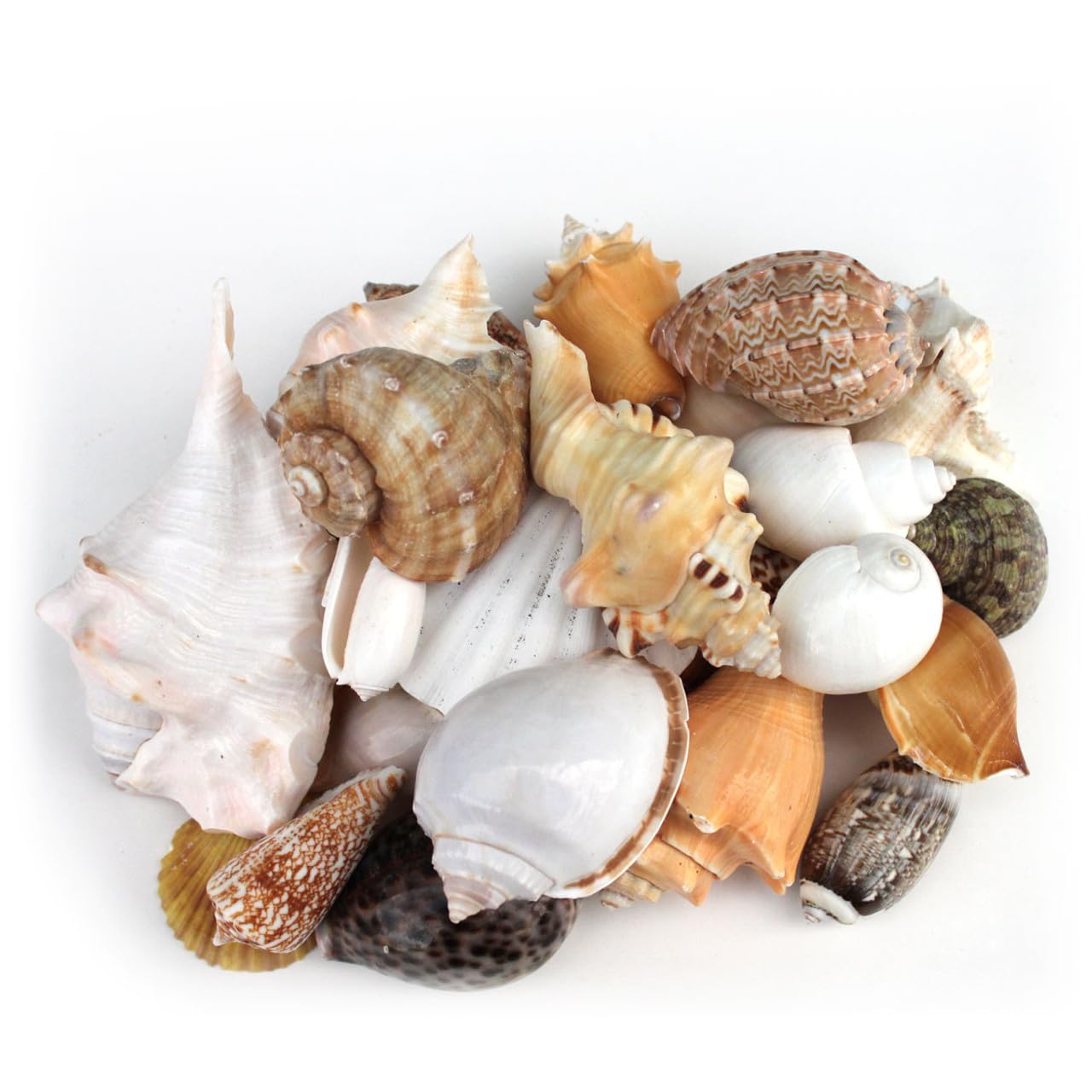 Decorative mix artificial Sea shell for craft, jewellary making, Aquarium, Resin Art, Mix Assorted seashell collection (All sizes) (700, Grams)