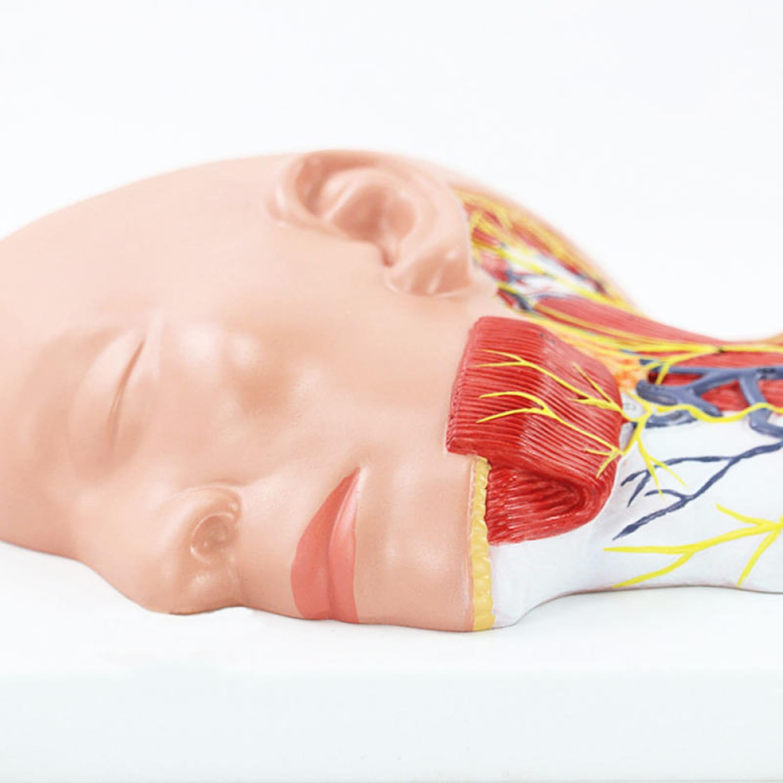 Model Powierzchownych Mięśni Szyi Nerwowo -Naczyniowych - Częściowy -Anatomiczny Model Szyi, Naukowo Dokładne Materiały Dydaktyczne Medyczne.