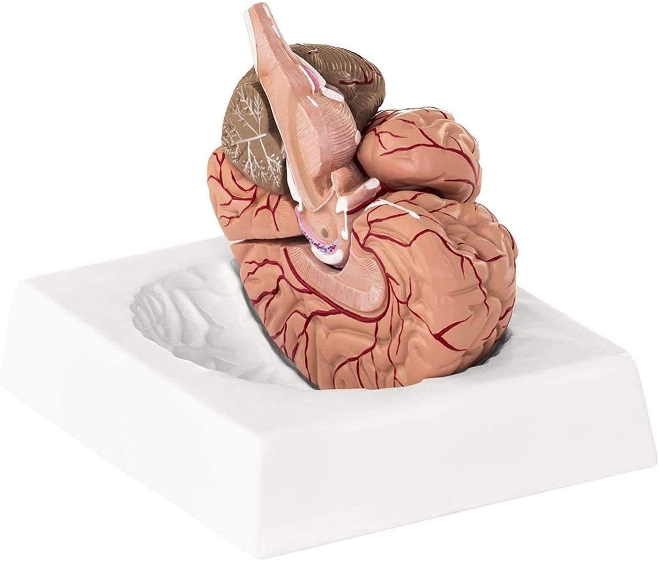 Gehirn Anatomisches Modell Phy BM-1 realistisches 3D-Modell im Maßstab 1: 1-Modell, 9 einzelne Segmente