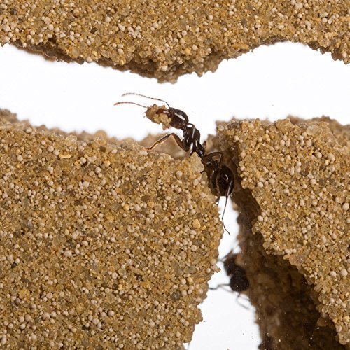 Zwarte Mieren In Woestijn Dichtbij Een Mierenhoop De Suikermieren Verzamelen Zich Rond Het Gat Van Hun Nest Close Upgrond Mier S 127724300