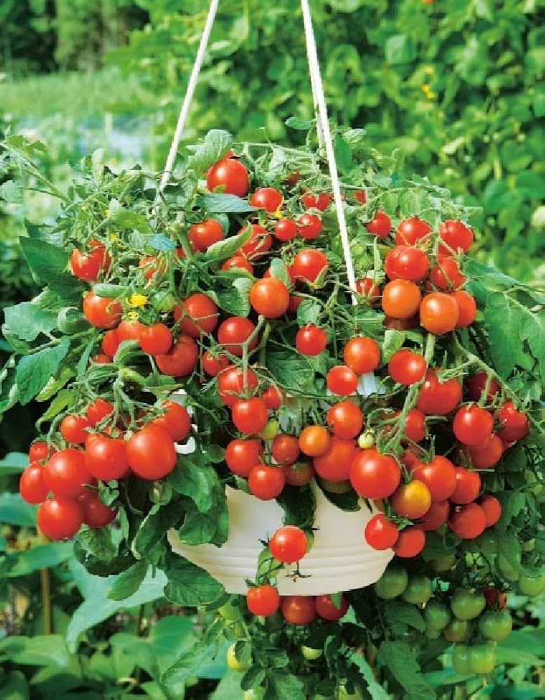 クリスマス greentomato Amazon.com : 22Day Seeds: Seeds Red Indoor Dwarf Tomato