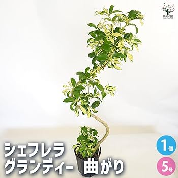 シェフレラ　グランディー シェフレラ グランディー曲がり 【観葉植物 5号／1個売り