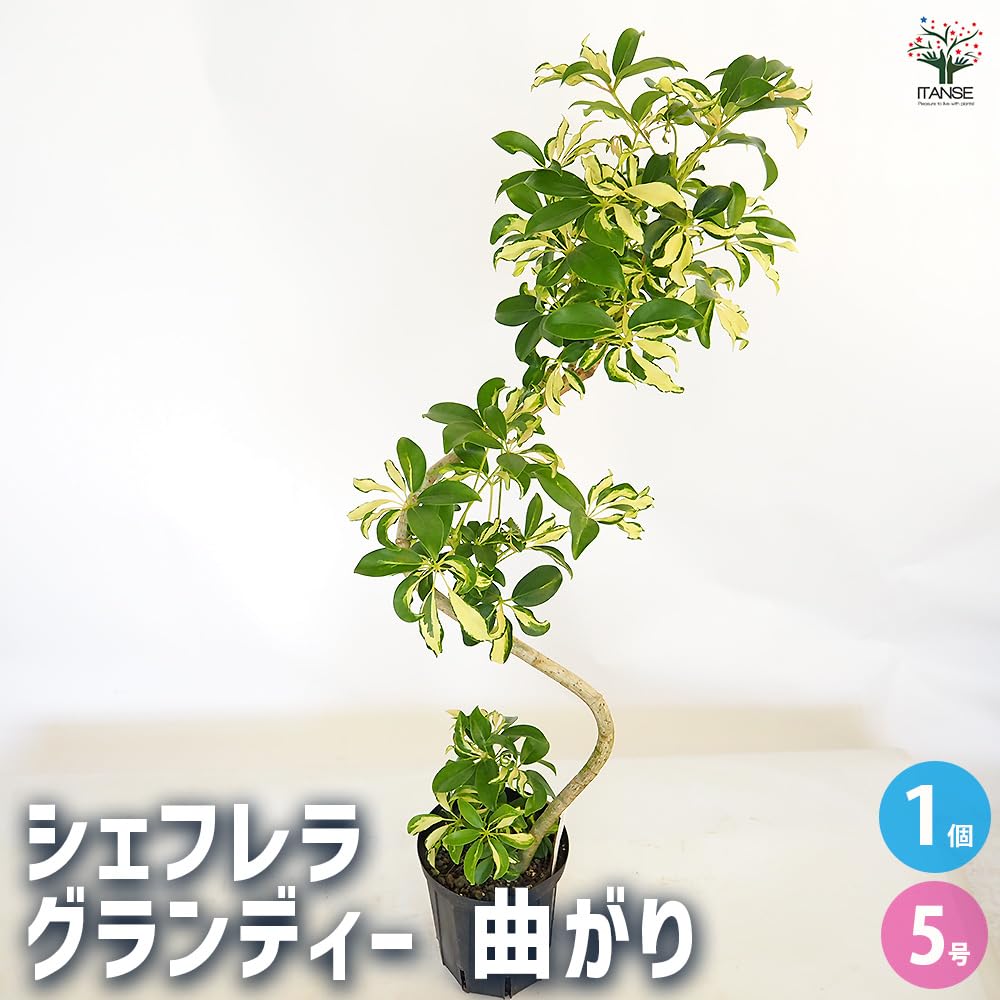 Amazon｜ITANSE シェフレラ(カポック) グランディー