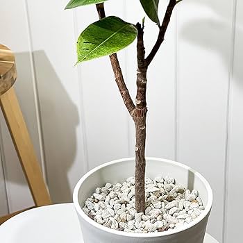 Amazon｜PLANCHU 観葉植物 フィカス ジン 6号鉢 受け皿付き 育て