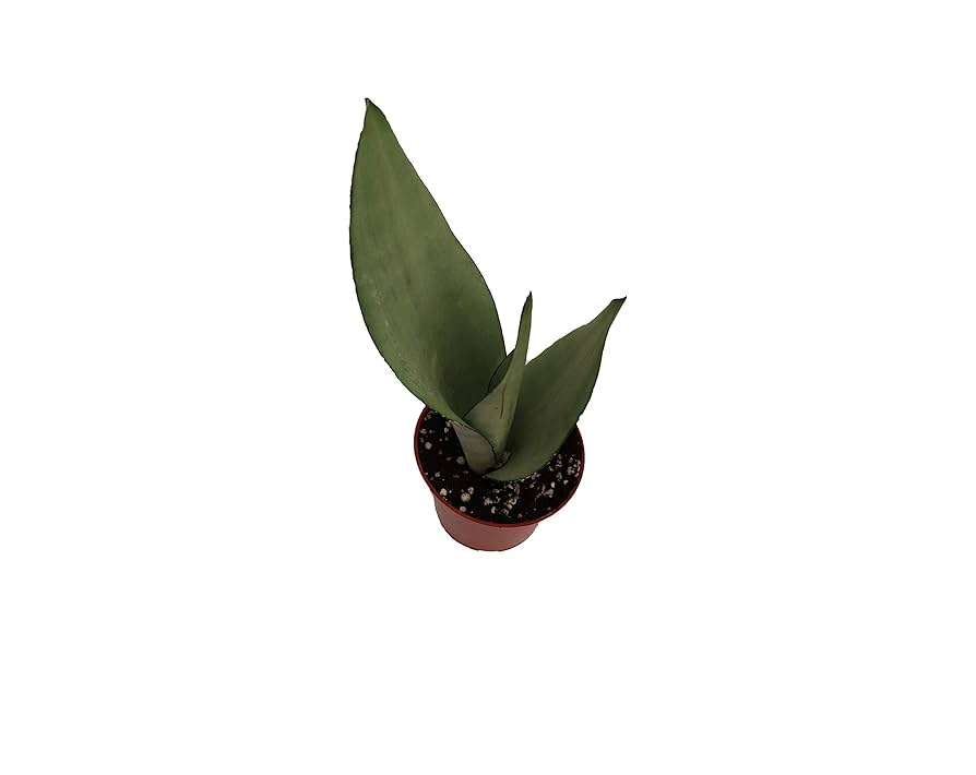 Amazon.com : Sansevieria Moonshine (Trifasciata) - 4'' from