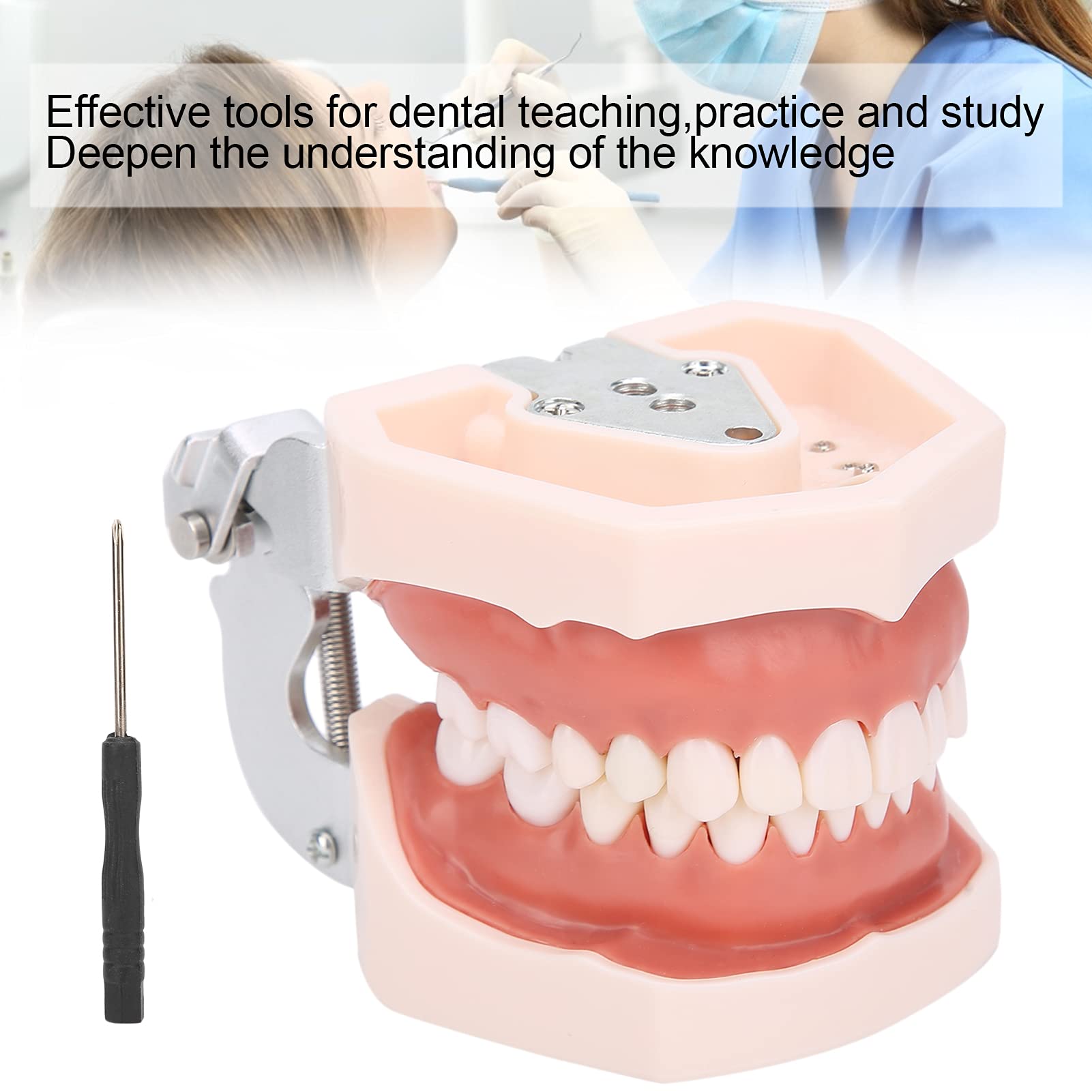 Modelo de dientes estándar de enseñanza con destornillador para práctica de tipodonto