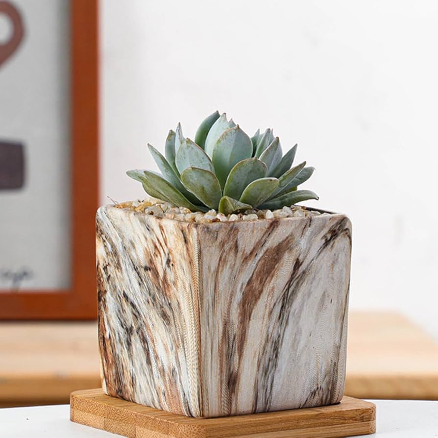 多肉植物セット 中型・小型鉢*4 多肉植物セット 中型・小型鉢*4 多肉植物 寄せ植え○陶器鉢