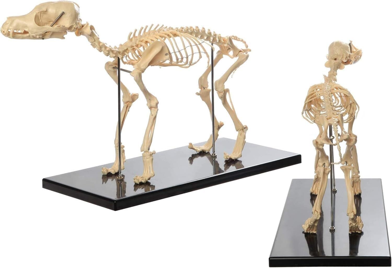 HEQIM Dog Animal Anatomy Teaching Model, Advanced Dog Skeleton Model, Dog Skeleton Anatomy, for Human Biology Veterinary Demonstration Tools