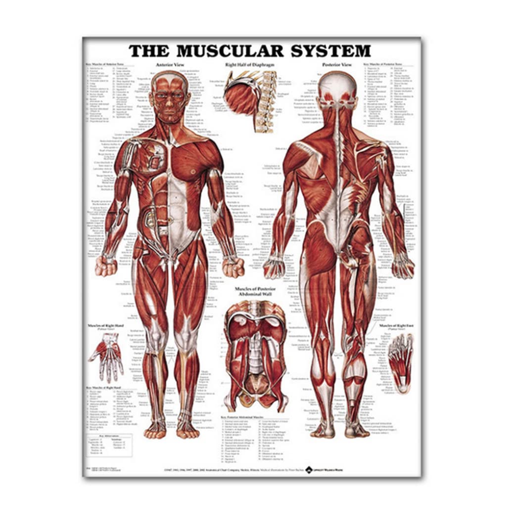 SunaOmni Muscular System Wall Chart Poster Anatomy Educational Poster Silk Cloth 50x70cm/19.69x27.56 inches Classroom, Home Office, Study Room