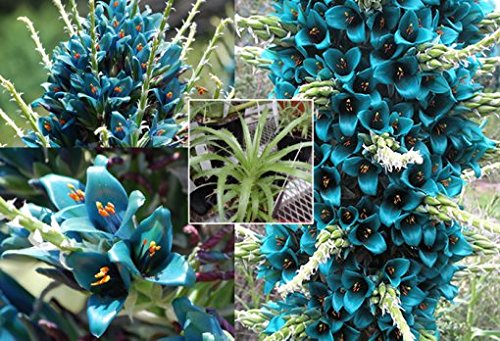 Amazon.co.jp: 【種子】Puya Berteroniana◇プヤ・ベトロニアーナ