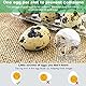 FIGFYOU 50 Stück Wachteleierschachteln Eierschachteln Wachteln 6 Gitter Kunststoff Wachtelei-Kartons Transparente Wachtelei-Schachteln Quail Egg Kartons Eierschachtel mit Deckel für Wachteleier Fasan