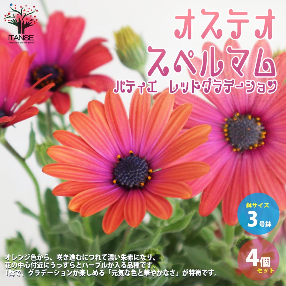 Amazon.co.jp: オステオスペルマム・パティエ・レッドグラデーション 3