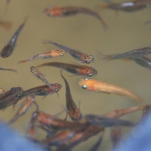 Amazon 生体 エサ用メダカ100匹 めだか メダカ Emuwai Emuwai 観賞魚 水中生物 通販