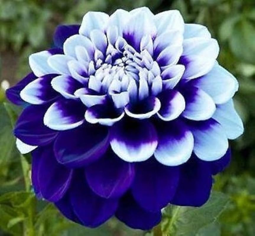 See full amazon price history chart for Hybrid dahlia flower seeds mix colour big size pack of 55 Hybrid dahlia flower seeds mix colour big size pack of 55 (B0CQSXN92H) Amazon Price History, Amazon Price Tracker