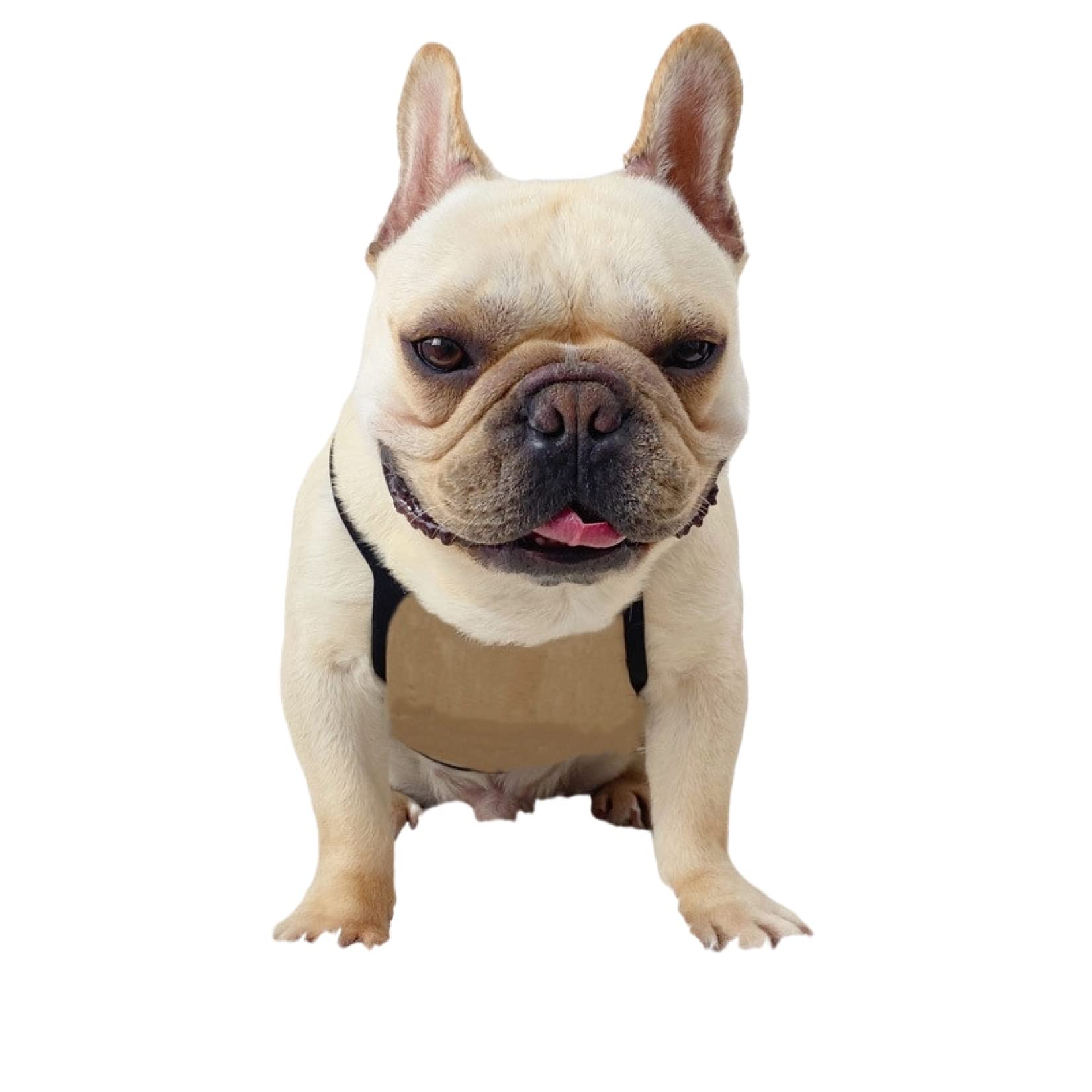 Pet Clothes Dog Outdoor Summer Sling Vest Casual Solid T-Shirt for Small Medium Dogs Comfortable Clothing