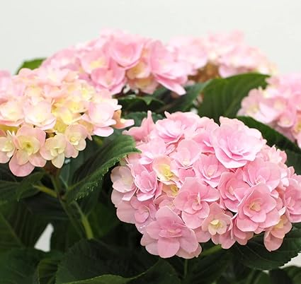 Amazon 花想久里 はなおくり 紫陽花 あじさい ピンク 八重 てまり咲き 5寸 生 フロレンティーナ 父の日 早めに送ろう 誕生日 などの フラワーギフト その他の お祝い事 に優しい色合いの花びらがかわいい アジサイ の 鉢花 ハイドランジア ぴんく色 観葉植物