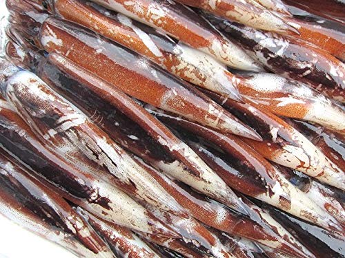 : スルメイカ（真烏賊）30尾位で4kg 大サイズ : 食品