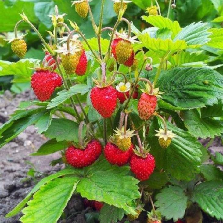 Mignonette Strawberry ~50 Seeds &ndash; Heirloom Alpine Variety | Fragaria vesca | 80&ndash;85 Days | Wild...