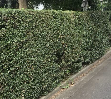 Amazon.co.jp: 【50本セット】イヌツゲ 樹高0.3m前後 10.5cmポット