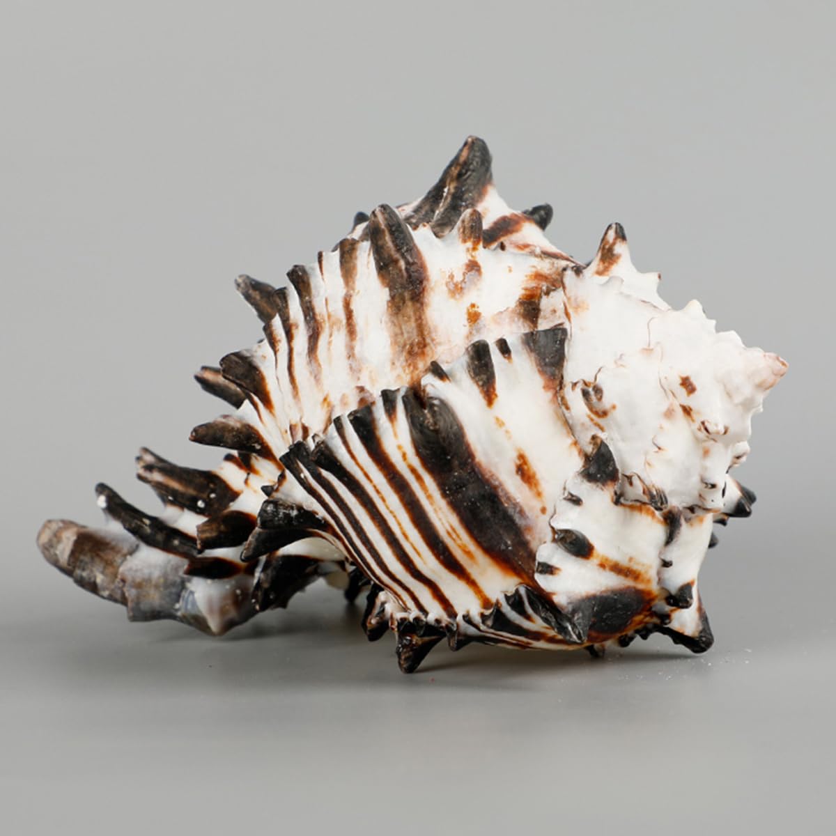 Coquillage, Énorme conque océanique 7~12 Cm, Coquillages rares, Parfaits Le(9~11cm)
