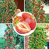 Características: variedad de frutas larga de media temporada con rendimiento de bayas grandes y ricas durante todo el verano. Ideal para hacer mermeladas.