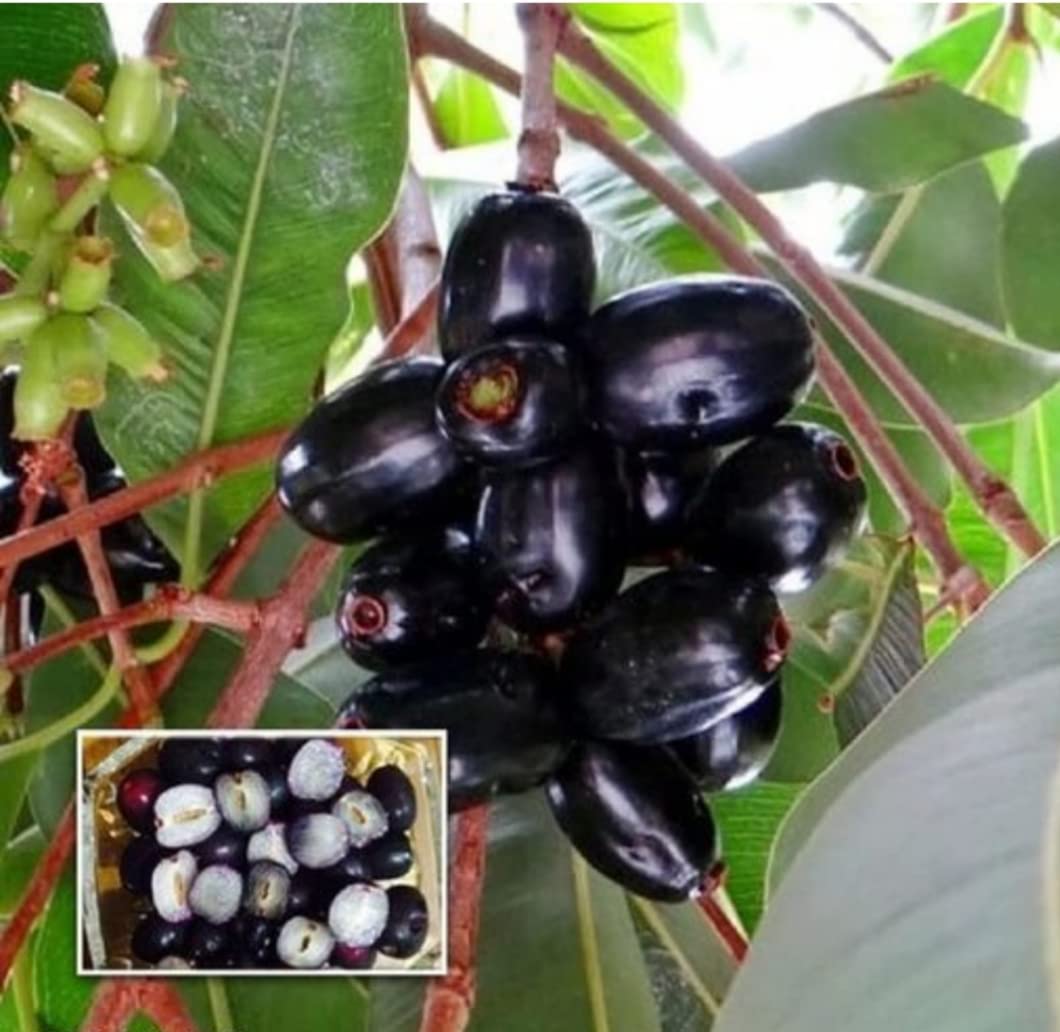 AGRO ALIVE Seedless Black Jamun Plant (grafted) in pp Bag Size 1-1.5 feet (B0B6QBN129) Amazon Price History, Amazon Price Tracker