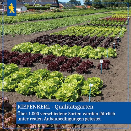 Kiepenkerl Liebstöckelsamen, mehrjährig 585 - Mehrjährig - Zarte Blätter - Inhalt für 50 Pflanzen - Kräutersamen, Saatgut, Samen Kräuter, Winterhart
