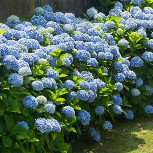 Carbeth Plants Blue Hydrangea in 5L Pot - Summer Garden Plant