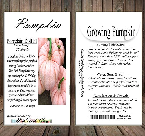 Big Pack - (30) Porcelain Doll F1 Pink Pumpkin Seeds - Rare Exotic For Fund Raising - Non-Gmo Seeds By Myseeds.co (Big Pack - Porcelain Pink Pumpkin) #TOP3