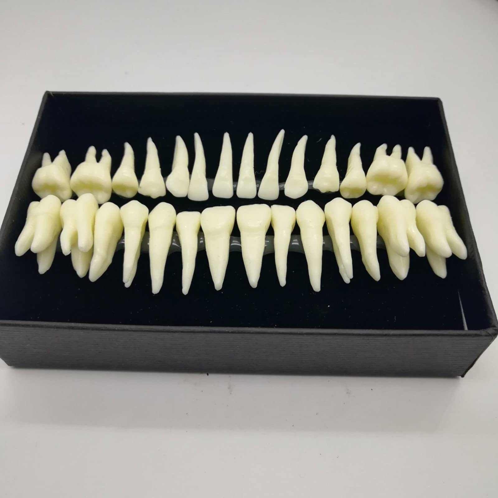 Xiaoxu 28 Pezzi 1:1 Dimostrazione Dentale Denti permanenti Modello didattico Studio Implantologia Dentale Prodotto per la Pratica odontoiatrica