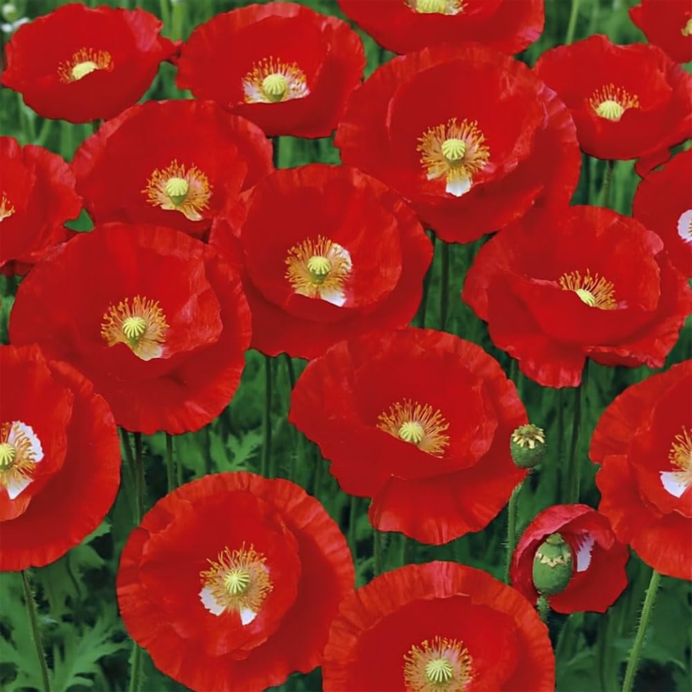 Poppy American Legion Seeds – Easy to Grow, Striking Flowers – Hardy Annual – for Your Beautiful Garden