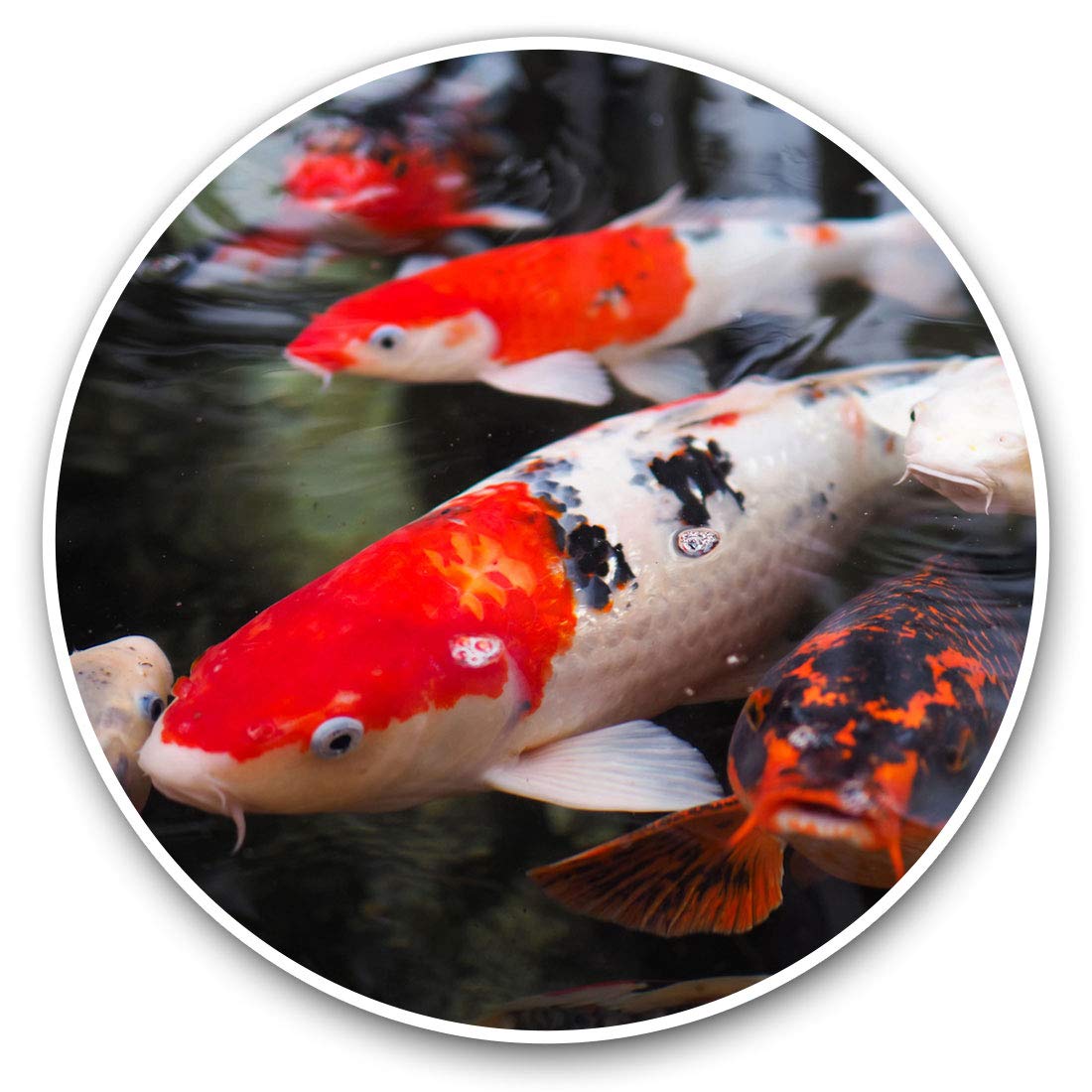 Vinyl Stickers (Set of 2) 7.5cm - Koi Carp Pond Fish Japanese #21765