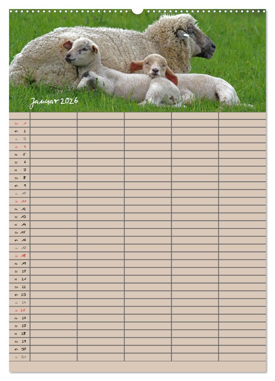 Der belämmerte Familienplaner (hochwertiger Premium Wandkalender 2026 DIN A2 hoch), Kunstdruck in Hochglanz