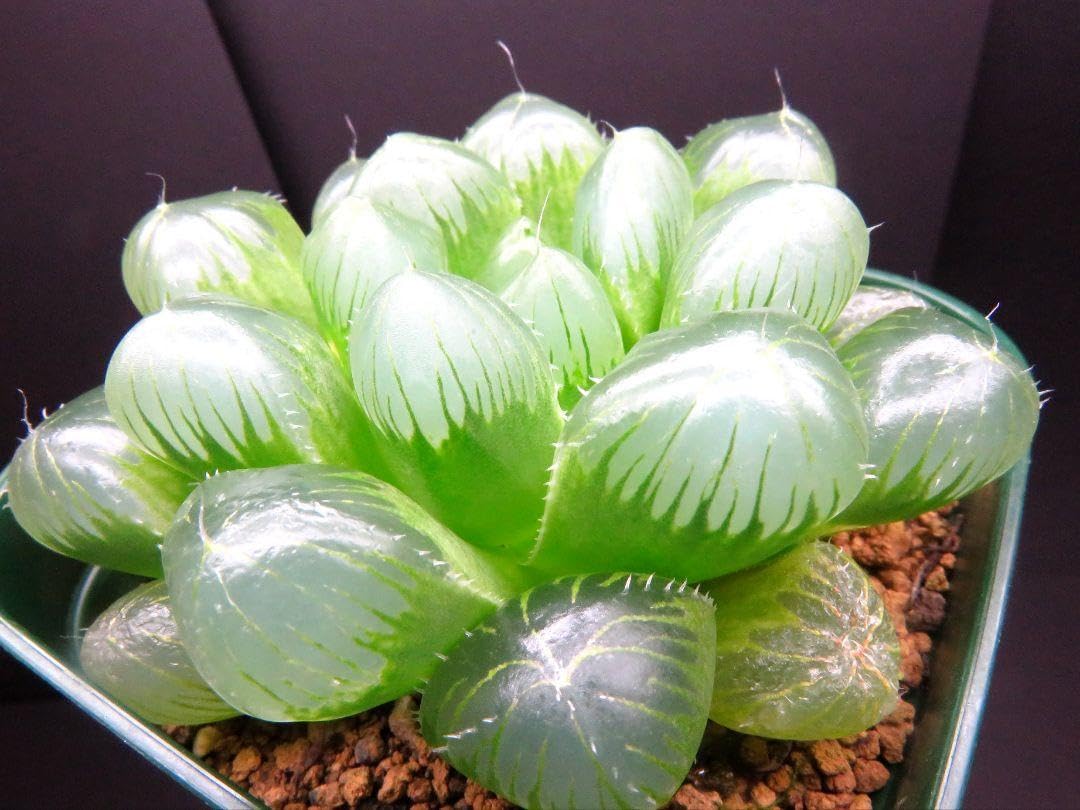 Amazon｜大粒 オブツーサ 虹窓 多肉植物 ハオルチア アロエ｜観葉植物