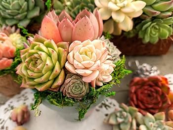 Amazon.co.jp: 10+2S【公式ラインお友達追加でプラス2苗