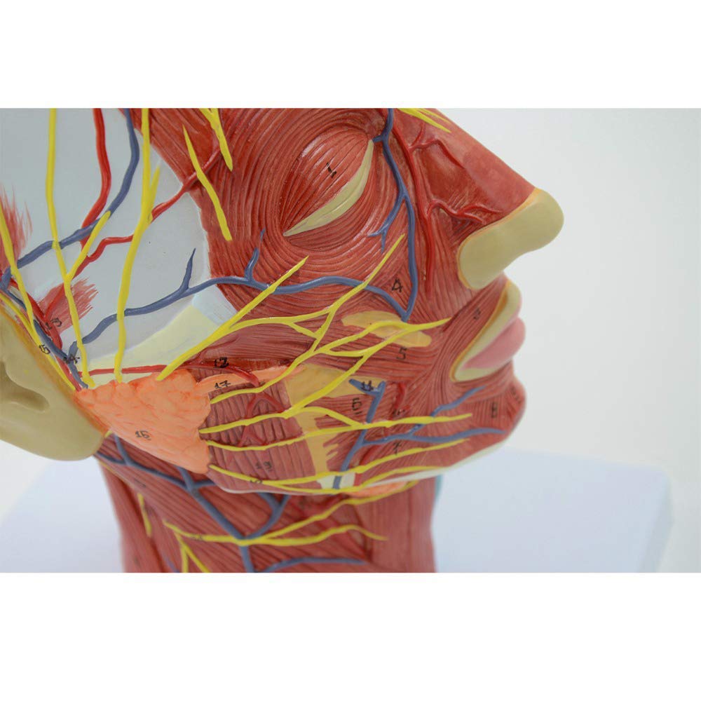 Generico Testa Umana Anatomica 1:1, Fronte-Retro Didattico | Base In Plastica Pvc, Contenente Strutture Vascolari E Nervose, Adatta Per Scuole E Ospedali
